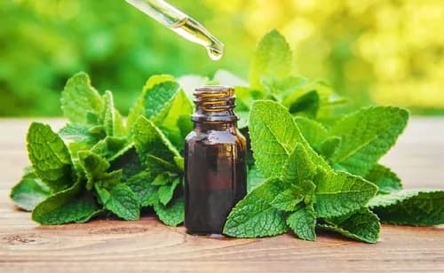 Mentha Spearmint Oil