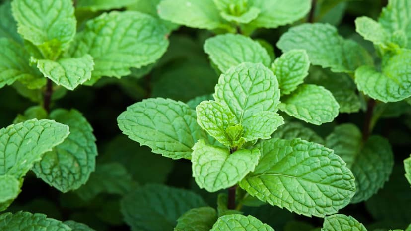 Natural Peppermint